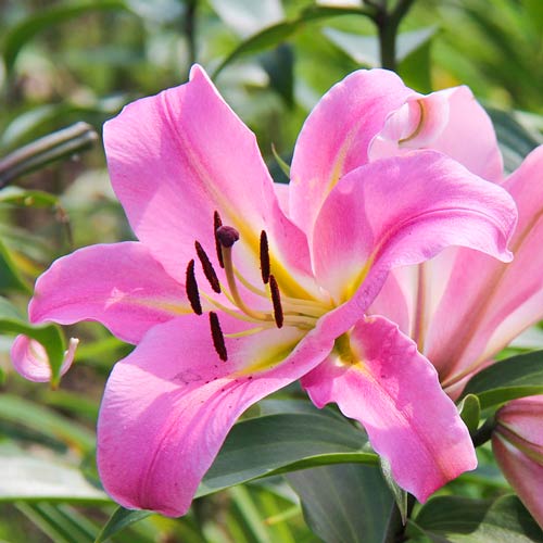 Лилия-дерево Дольче Габбана артикул фото 1 Лилия-дерево Дольче Габбана изображение 1 артикул 76112