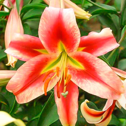 Лилия-гигант (ОТ-гибрид) Тач  изображение 1 артикул 67395