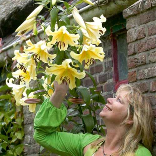 Лилия-гигант (ОТ-гибрид) Йеллоувин изображение 1 артикул 67396