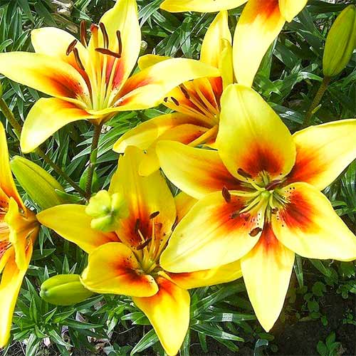 Лилия азиатская Гранд Крю артикул фото 1 Лилия азиатская Гранд Крю изображение 1 артикул 76468