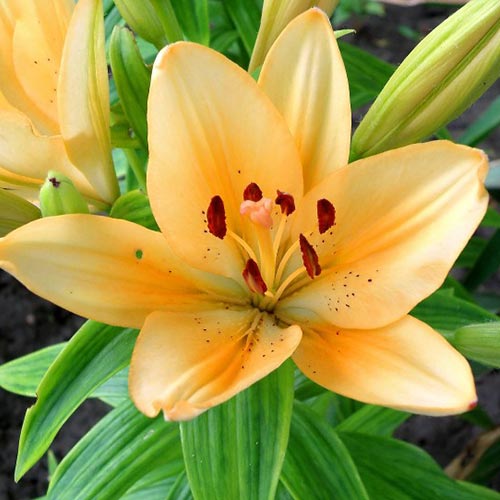 Лилия (ЛА-гибрид) Боллрум изображение 1 артикул 76544