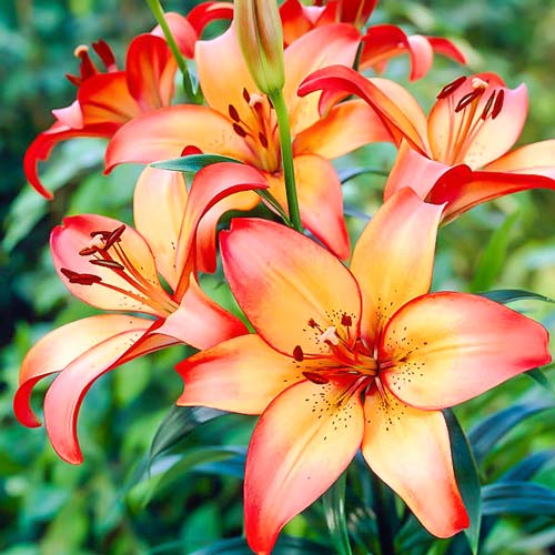 Лилия (ЛА-гибрид) Роял Сансет изображение 1 артикул 76323