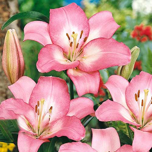 Лилия (ЛА-гибрид) Самур артикул фото 1 Лилия (ЛА-гибрид) Самур изображение 1 артикул 70274