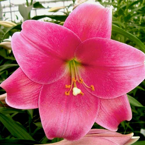 Лилия (ЛО-гибрид) Пинк Хевен изображение 1 артикул 76317