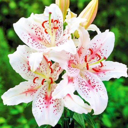 Лилия Мускадет изображение 1 артикул 67629