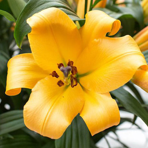 Лилия (ОТ-гибрид) Салтарелло артикул фото 1 Лилия (ОТ-гибрид) Салтарелло изображение 1 артикул 76549