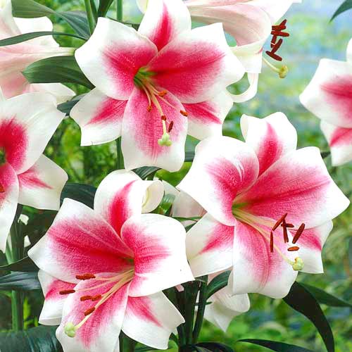 Лилия Полар артикул фото 1 Лилия Полар изображение 1 артикул 61072