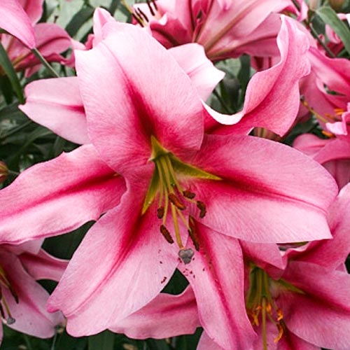 Лилия Пурпл Кинг изображение 1 артикул 61066