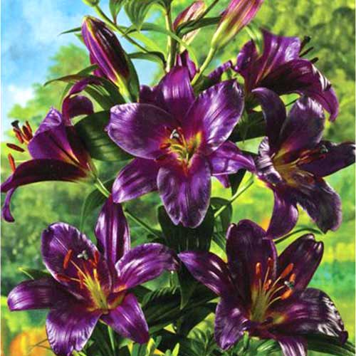 Лилия-дерево Пурпл Принц изображение 1 артикул 76319