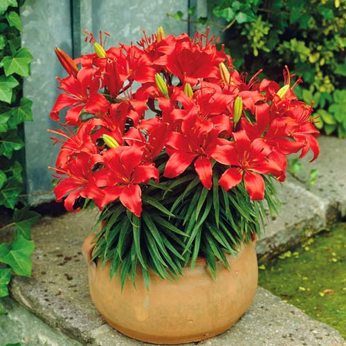 Лилия азиатская Ред Карпет изображение 1 артикул 76320