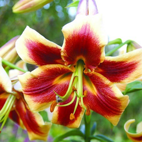 Лилия Ред Морнинг артикул фото 1 Лилия Ред Морнинг изображение 1 артикул 61069