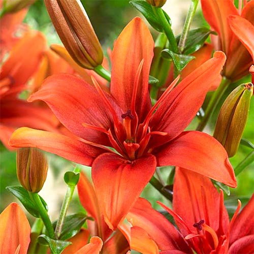 Лилия Ред Твин артикул фото 1 Лилия Ред Твин изображение 1 артикул 61081