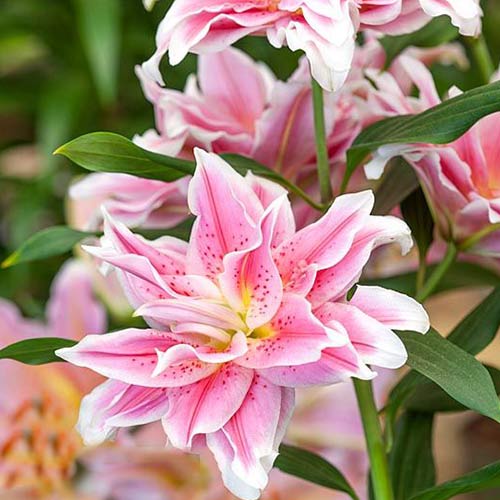 Лилия Спринг Пинк изображение 1 артикул 61083