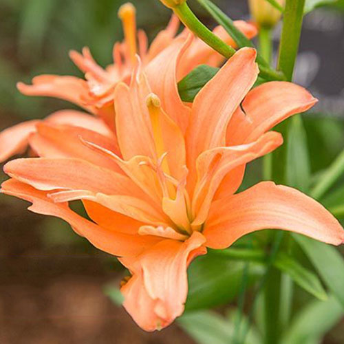 Лилия Строберри Ванилла артикул фото 1 Лилия Строберри Ванилла изображение 1 артикул 61082