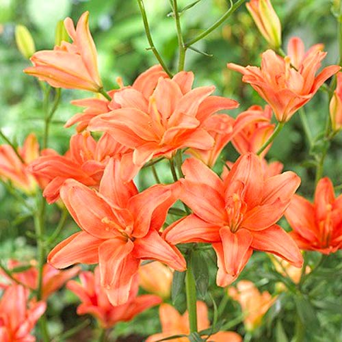 Лилия Строберри Ванилла артикул фото 2 Лилия Строберри Ванилла изображение 2 артикул 61082