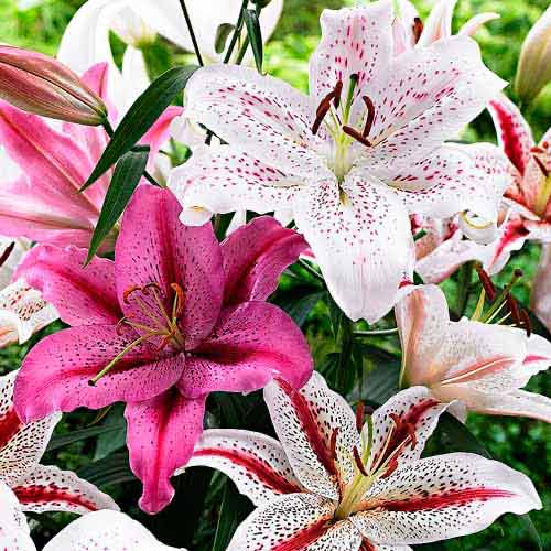 Лилия восточная Тайгер, микс изображение 1 артикул 76480