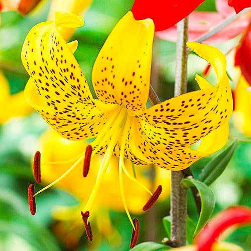 Лилия тигровая Лейхтлина артикул фото 1 Лилия тигровая Лейхтлина изображение 1 артикул 70434