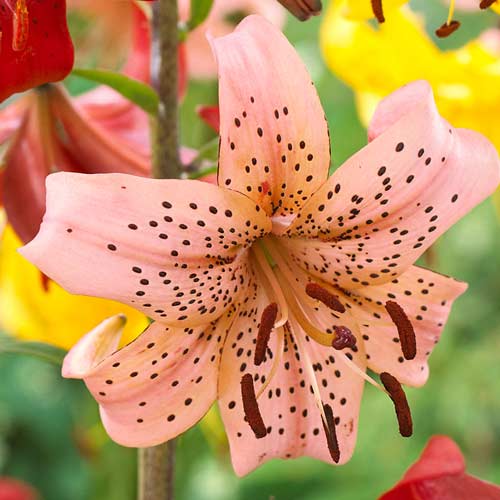 Лилия тигровая Пинк Тайгер изображение 1 артикул 68957