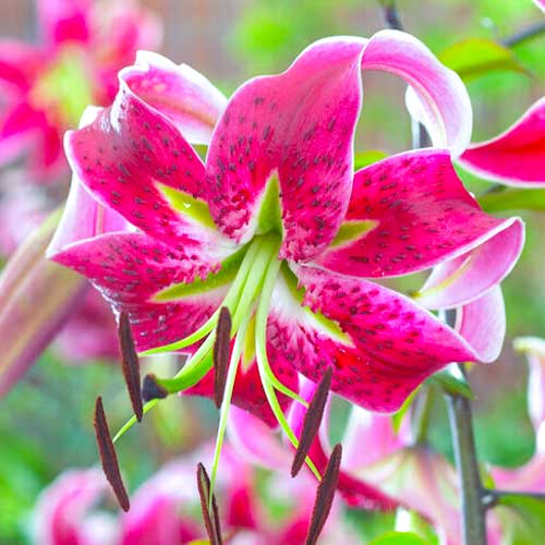 Лилия тигровая Специозум Рубрум артикул фото 1 Лилия тигровая Специозум Рубрум изображение 1 артикул 70438