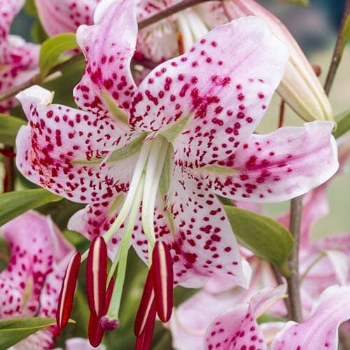 Лилия тигровая Специозум Ушида изображение 1 артикул 76122