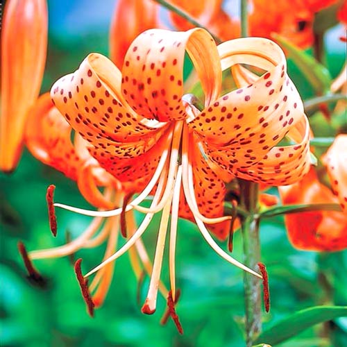 Лилия тигровая Тигринум изображение 1 артикул 76123