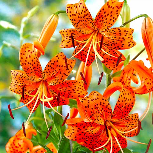 Лилия тигровая Тигринум Спленденс изображение 1 артикул 70439