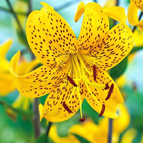 Лилия тигровая Йеллоу Тайгер изображение 1 артикул 68956