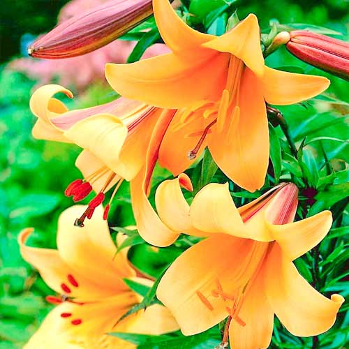 Лилия трубчатая Африкан Квин изображение 1 артикул 70422