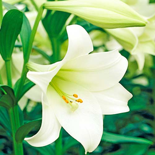 Лилия трубчатая Жуль Верн изображение 1 артикул 70432