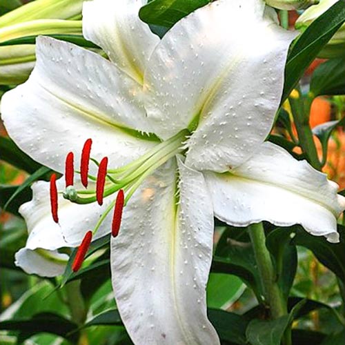 Лилия Вилла Бланка изображение 1 артикул 61062