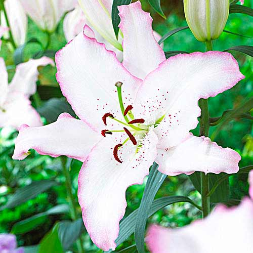 Лилия восточная Бразилия артикул фото 1 Лилия восточная Бразилия изображение 1 артикул 70424