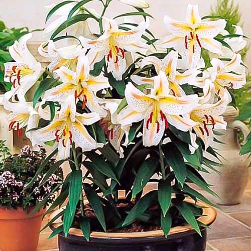 Лилия восточная горшечная Гарден Пати изображение 1 артикул 68942