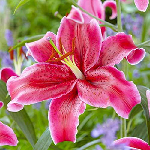 Лилия восточная Корвара артикул фото 1 Лилия восточная Корвара изображение 1 артикул 70427