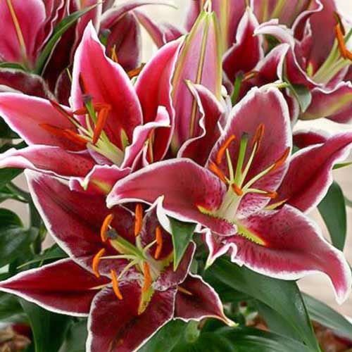 Лилия восточная Магни Корз артикул фото 1 Лилия восточная Магни Корз изображение 1 артикул 76606