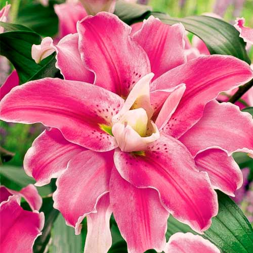 Лилия восточная махровая Лулу изображение 1 артикул 68944