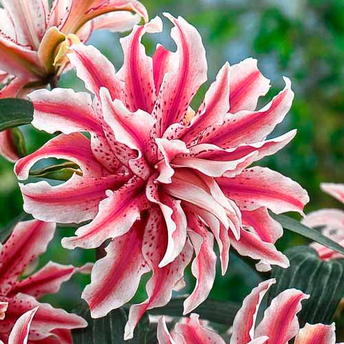 Лилия восточная махровая Мэджик Стар изображение 1 артикул 76314