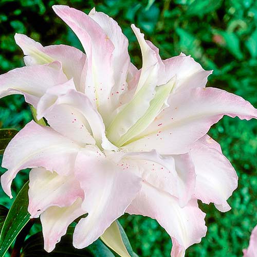 Лилия восточная махровая Мисс Люси артикул фото 1 Лилия восточная махровая Мисс Люси изображение 1 артикул 76316