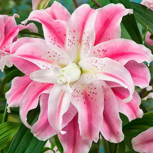 Лилия восточная махровая Свит Рози артикул фото 1 Лилия восточная махровая Свит Рози изображение 1 артикул 68947