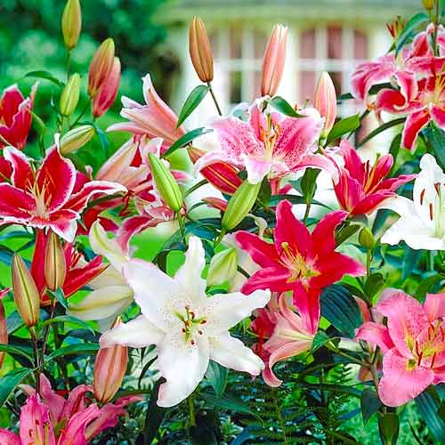 Лилия, микс изображение 1 артикул 76548