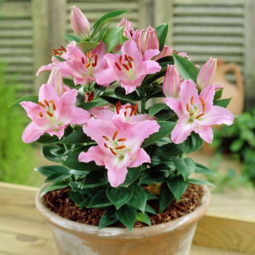 Лилия восточная Литтл Джон артикул фото 1 Лилия восточная Литтл Джон изображение 1 артикул 68925