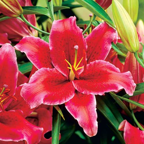 Лилия восточная Рио Негро артикул фото 1 Лилия восточная Рио Негро изображение 1 артикул 76120