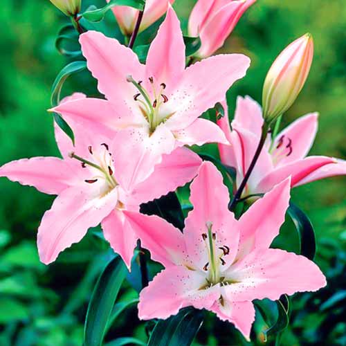 Лилия восточная Пандора изображение 1 артикул 70231