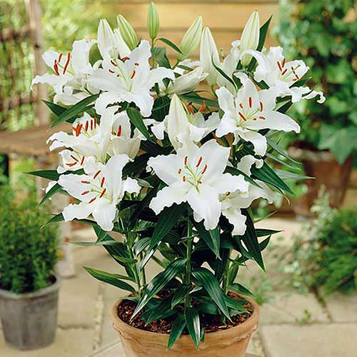 Лилия восточная Родолфа артикул фото 1 Лилия восточная Родолфа изображение 1 артикул 76607