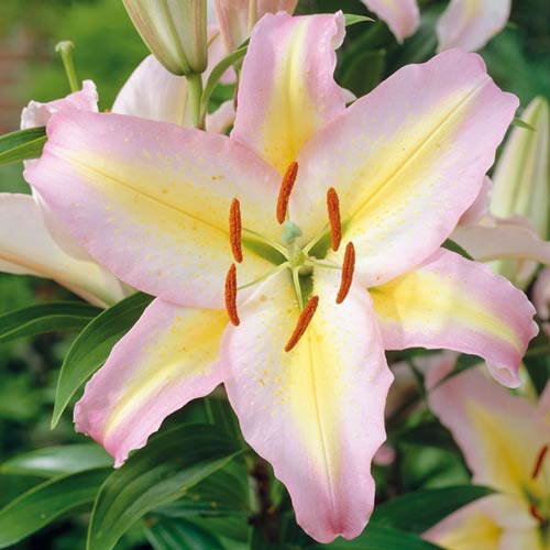 Лилия восточная Звездный Класс изображение 1 артикул 76478