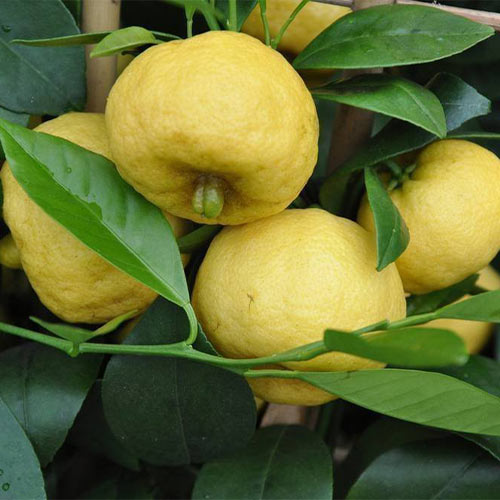 Лиметта Пурша изображение 1 артикул 01240