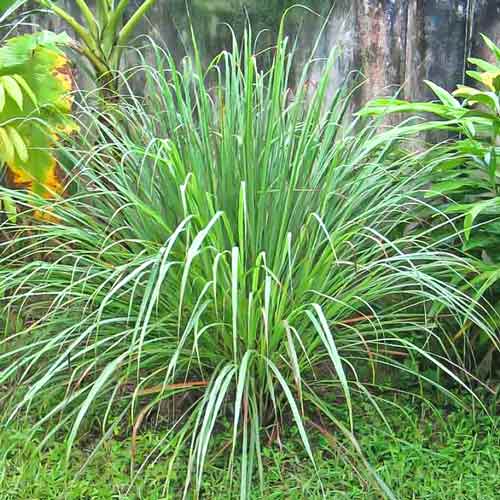 Лимонная трава Цитронелла, семена изображение 1 артикул 66163