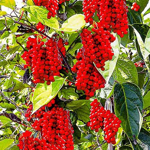 Лимонник китайский Восторг изображение 1 артикул 65251