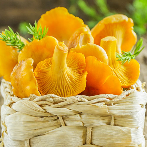 Лисичка обыкновенная изображение 1 артикул 9733