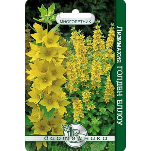 Лизимахия Голден Еллоу, семена изображение 1 артикул 91588