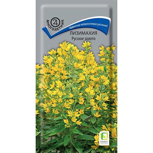 Лизимахия Русское золото, семена изображение 1 артикул 93035